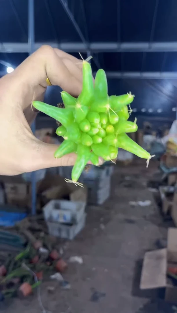 【闪购商品】5颗 泰菊莲