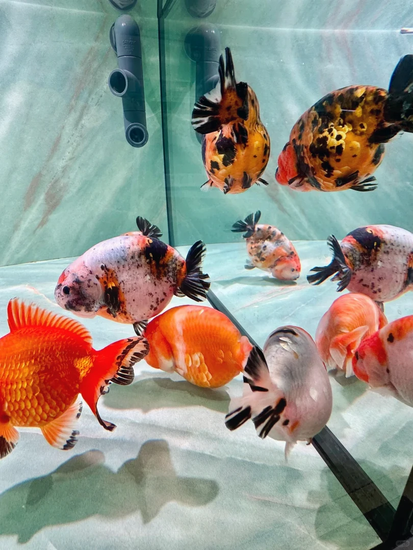 兰寿金鱼娃娃脸观赏鱼（顺丰到付不包邮）