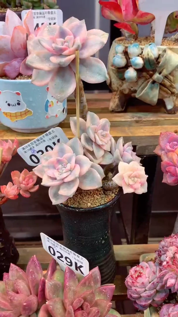 030K（一物一拍，精品多肉，所见即所得 ）