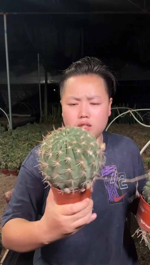 实生根剑芒丸冠幅10cm左右 7