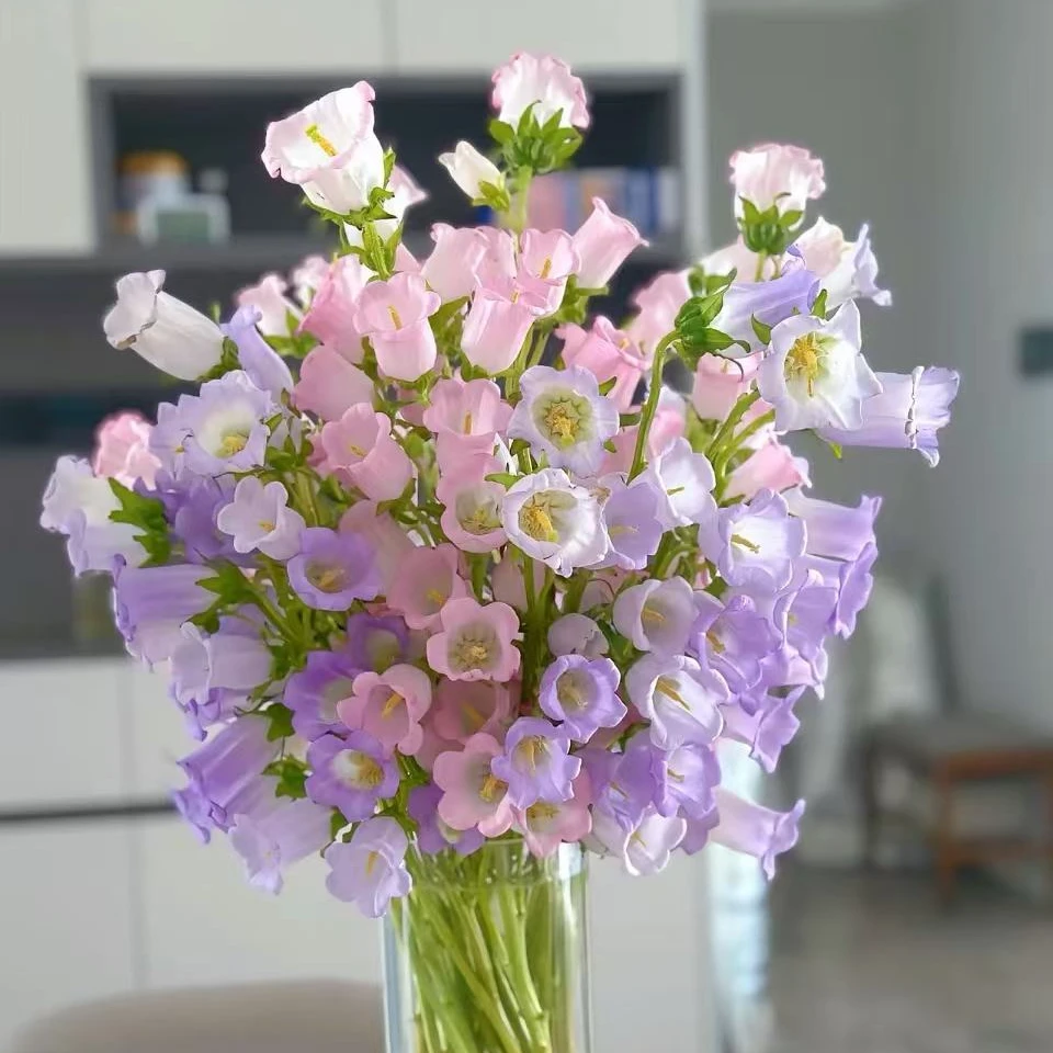 爆花机器风铃花-云南鲜花-收到花第一时间醒花