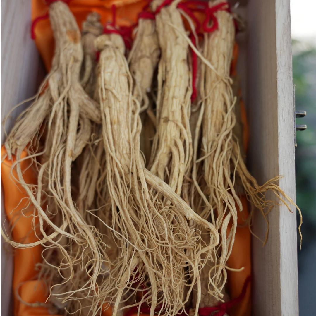 秦岭自寻老人参泡酒煲汤