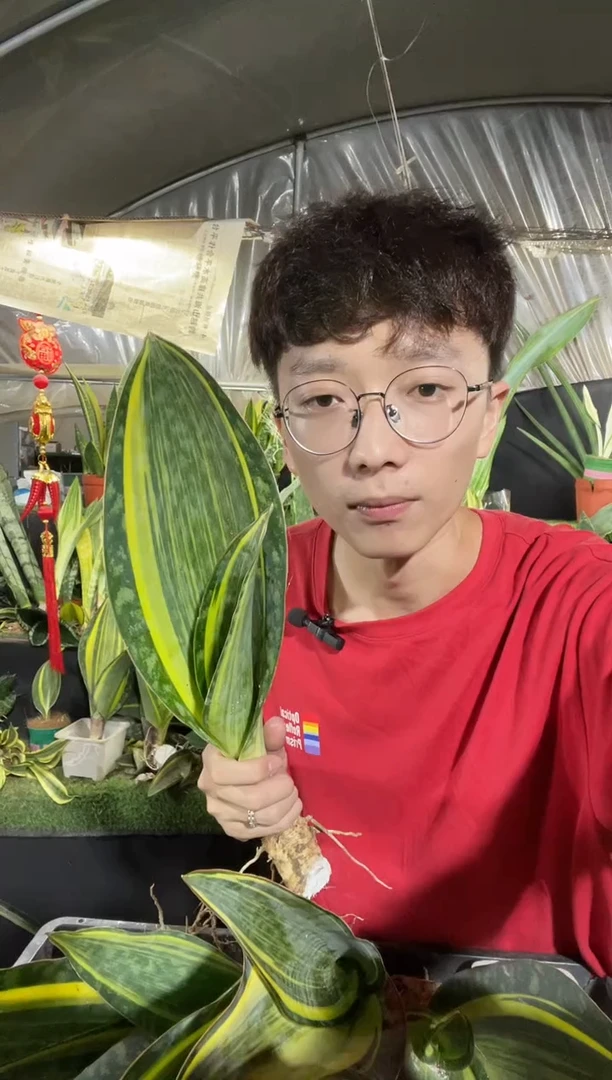 单叶带心黄金宝镜28厘米起裸根10.5