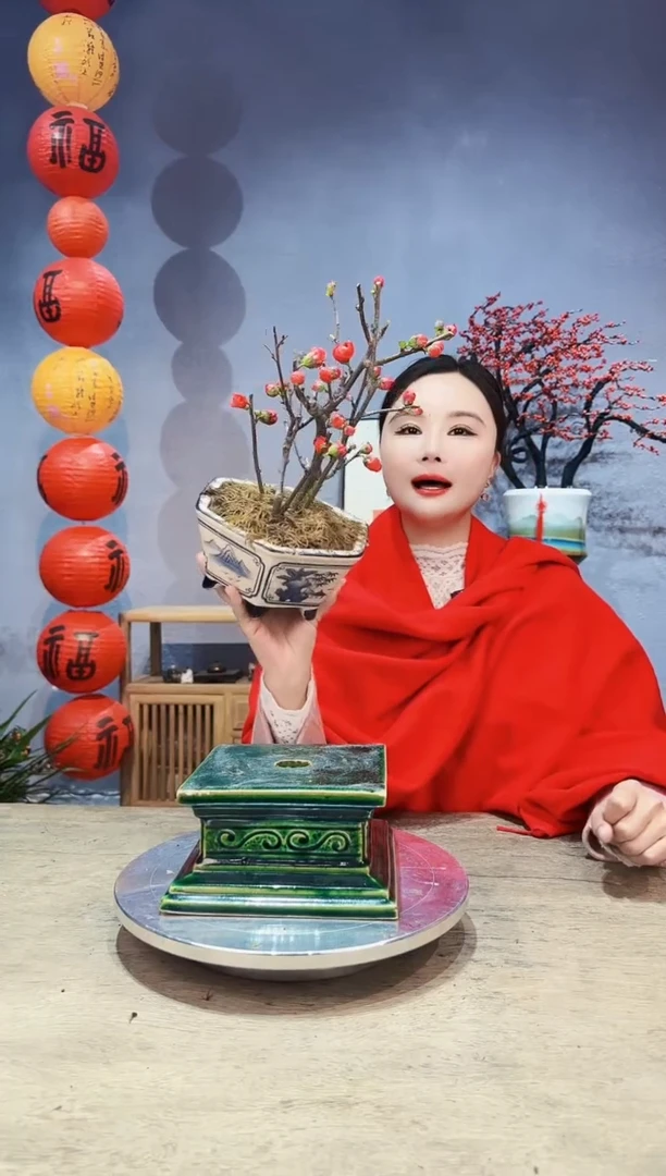 【闪购商品】盆景海棠 长寿冠