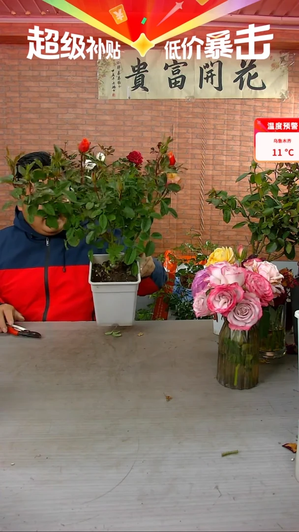 当前无花朵，栽培后可花朵艾帕索
