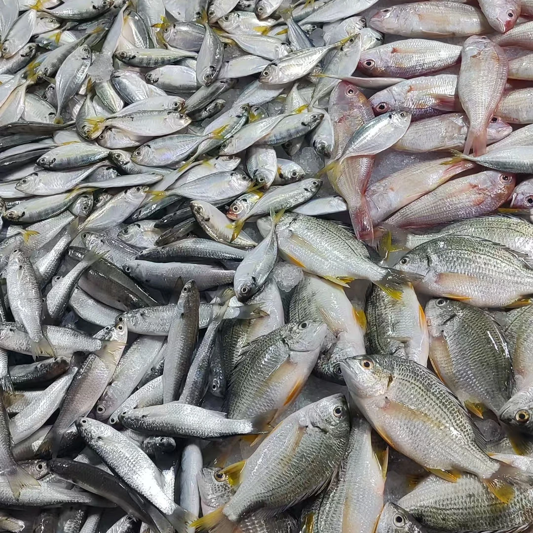 湛江天然海鲜【混搭】海鱼 帮杀的有损耗15%-20%