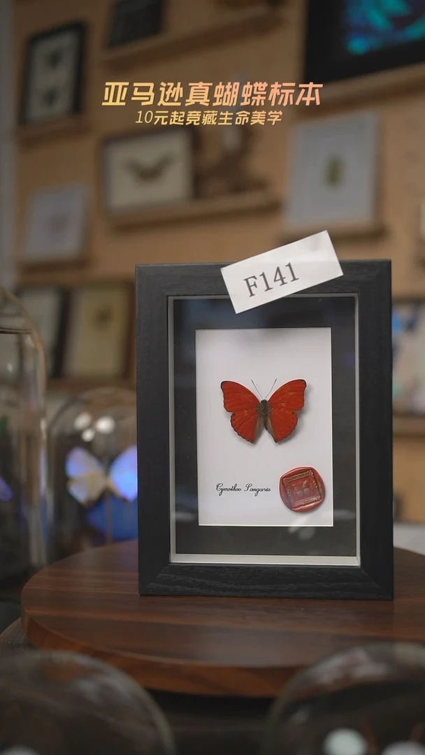 有机玻璃血漪蛱蝶F141