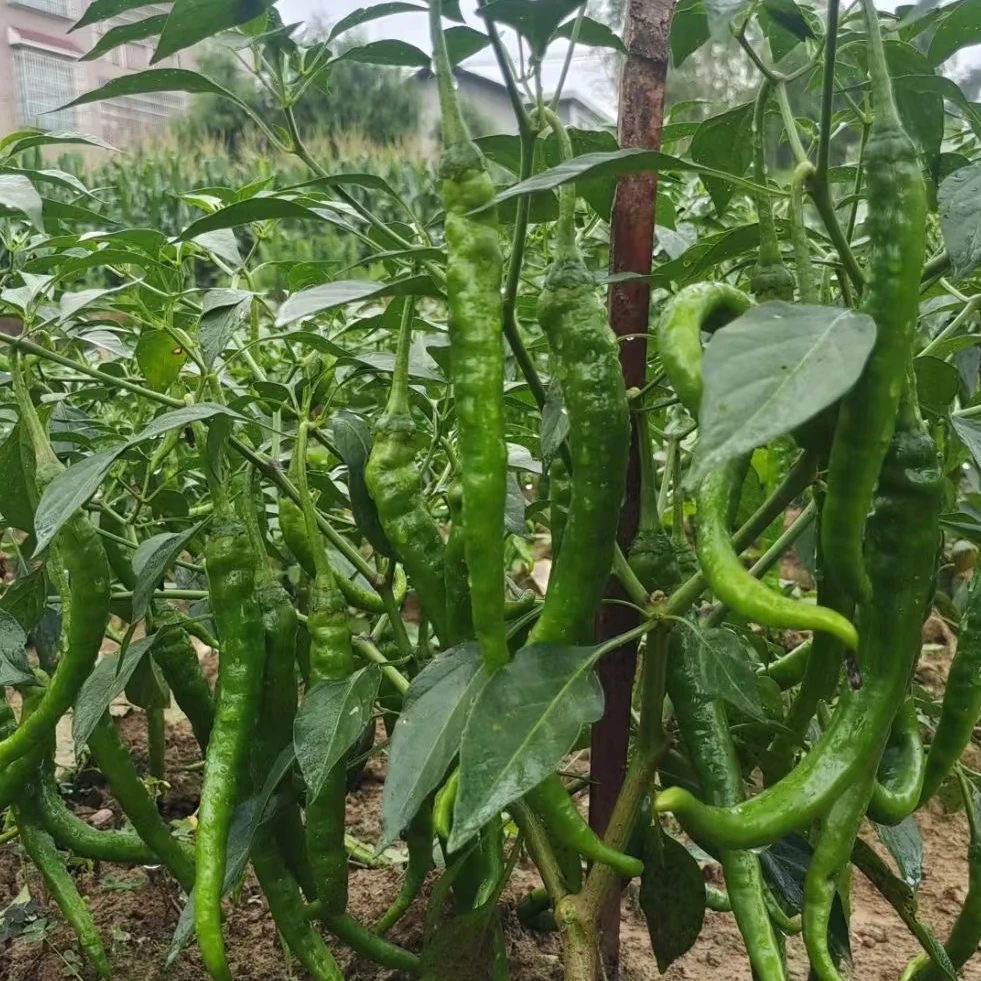 【本地辣椒线椒青辣椒鲜辣椒】湖南双峰本地辣椒农家自种新鲜青椒