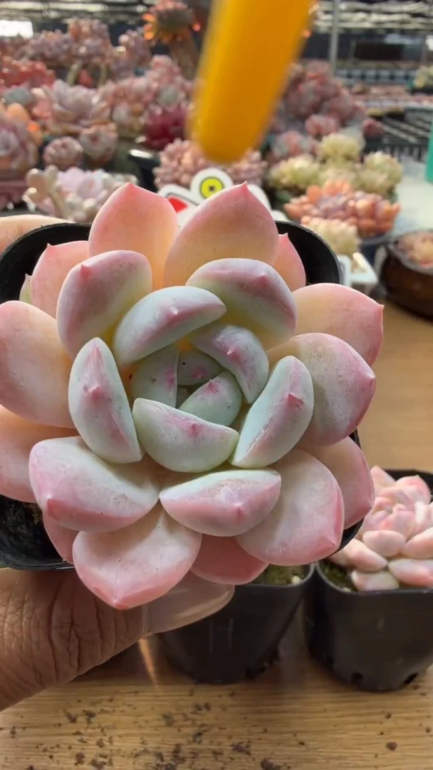 东云多肉园二店-82