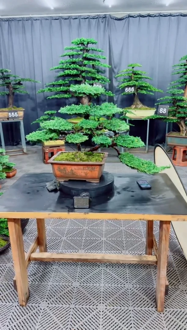 无花朵珍珠柏盆景....