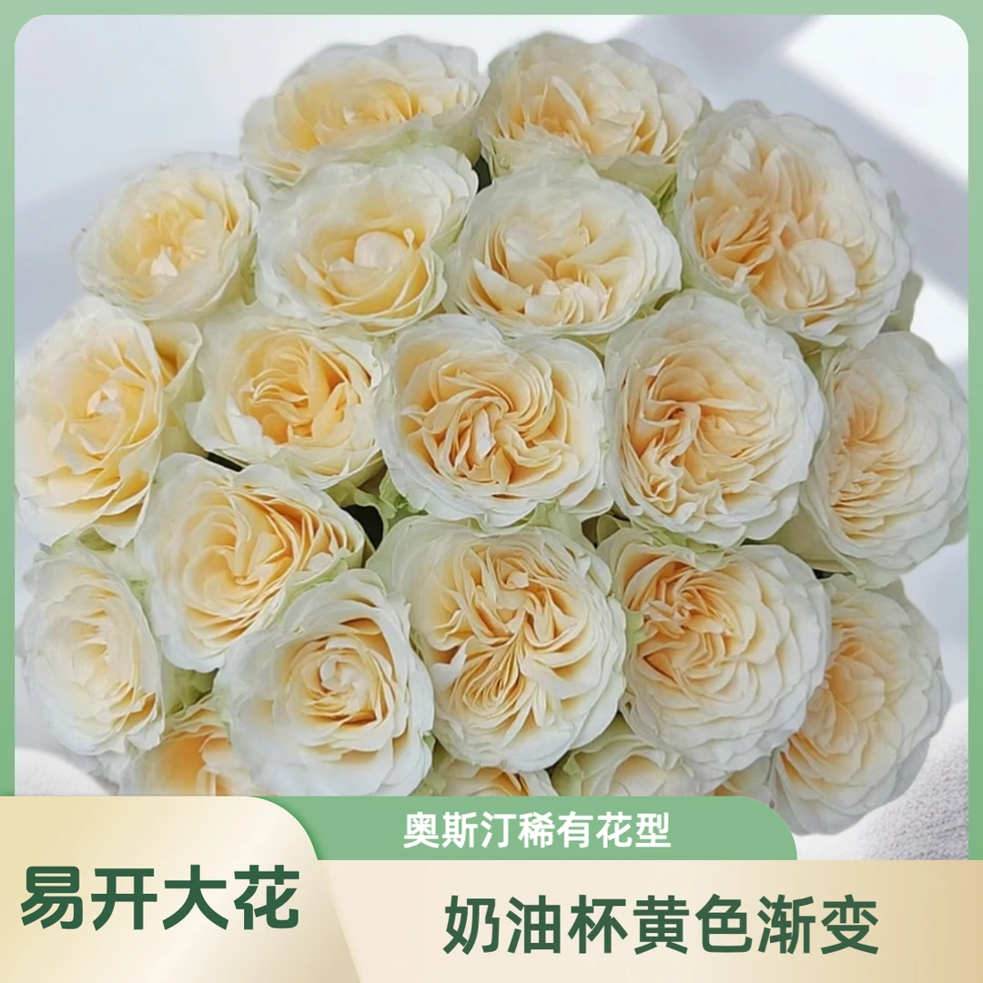 【AAA奶油杯单头玫瑰】清新嫩黄渐变奥斯汀花型，花苞厚实颜色层次强