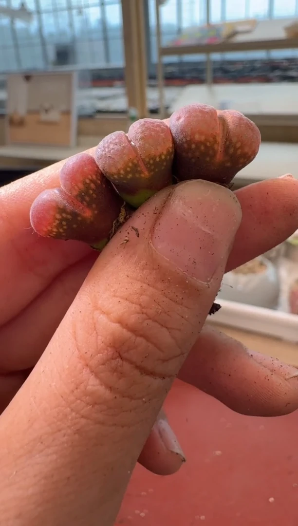 13-307多肉植物肉锥