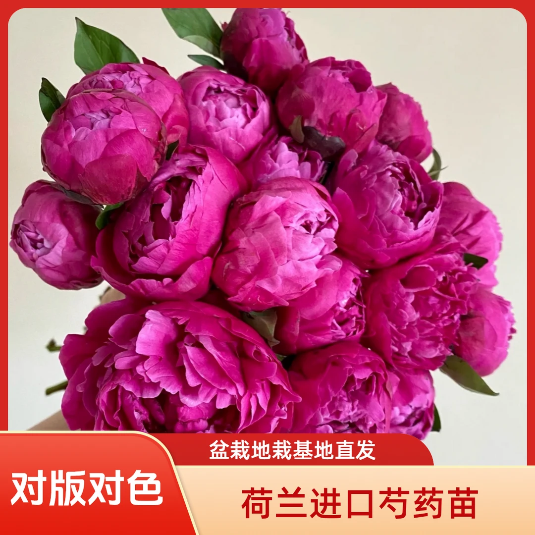 进口芍药苗红富士芍药菏泽基地现挖直发包对版