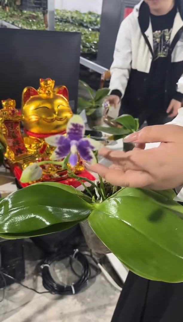 当前无花栽培后可以开花柳林