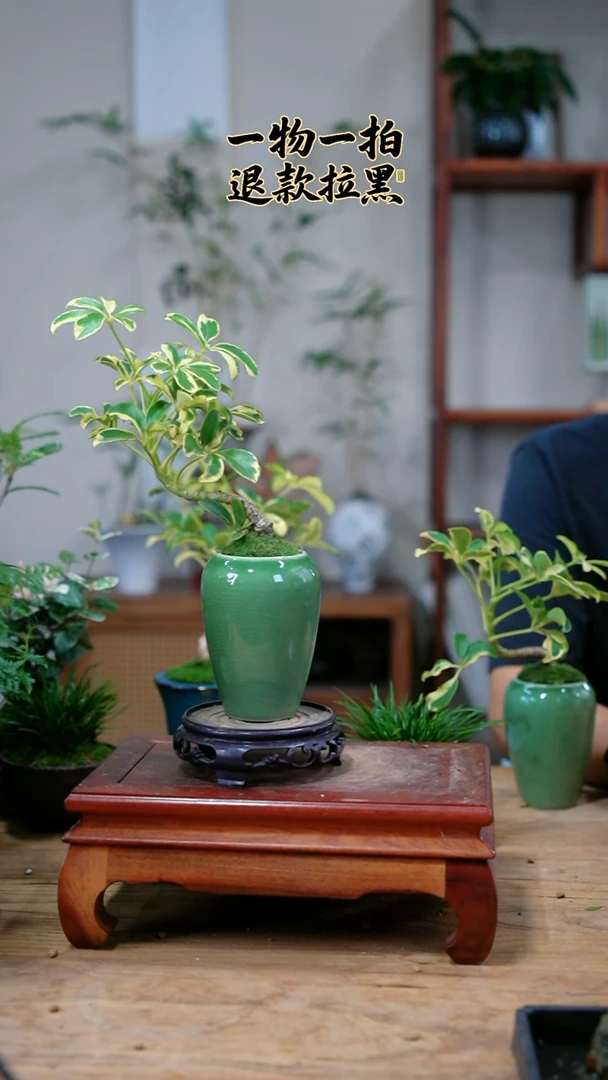 完全开放哎****呐鸭脚木948