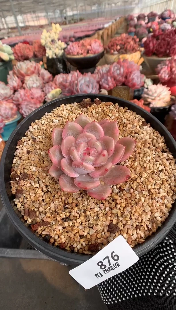 876星影锦多肉植物一物一拍