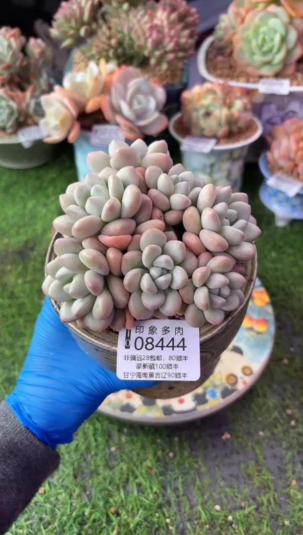 昆明印象多肉08444