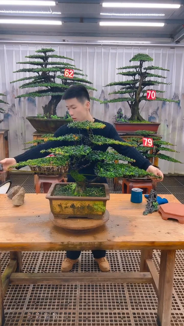 无花朵精品盆景直播间一物一拍