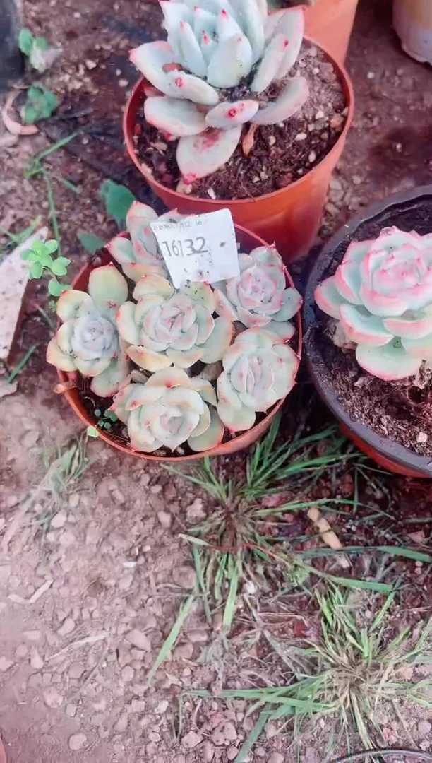 快**生跃跃精品多肉16132