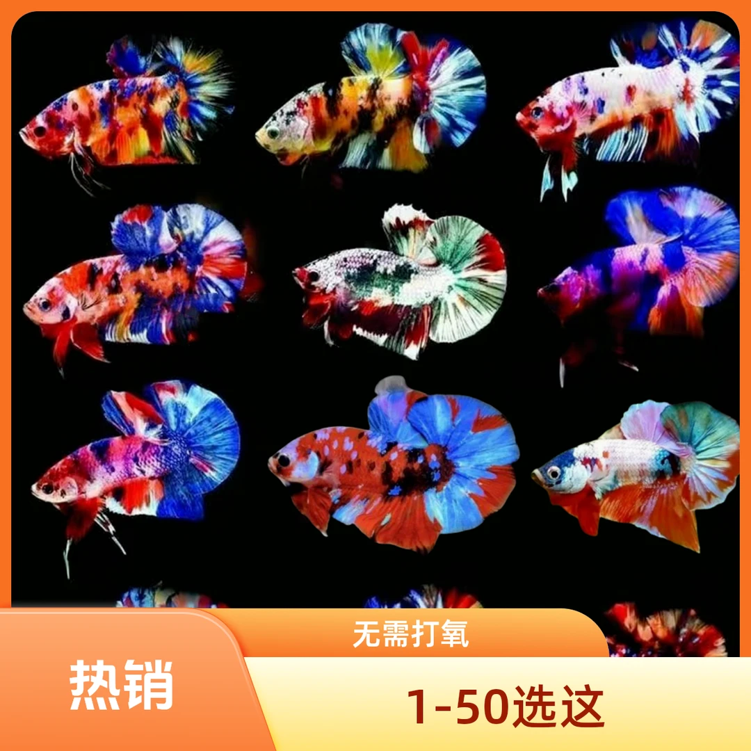 泰国斗鱼暴卵母鱼将军糖果半月无需打氧混养观赏鱼小型淡水宠物鱼