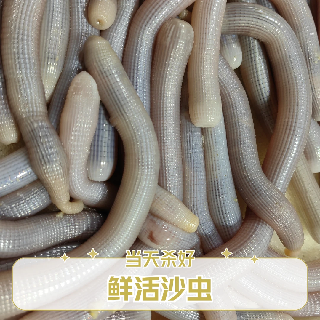 鲜活生猛沙虫500g。默认杀好