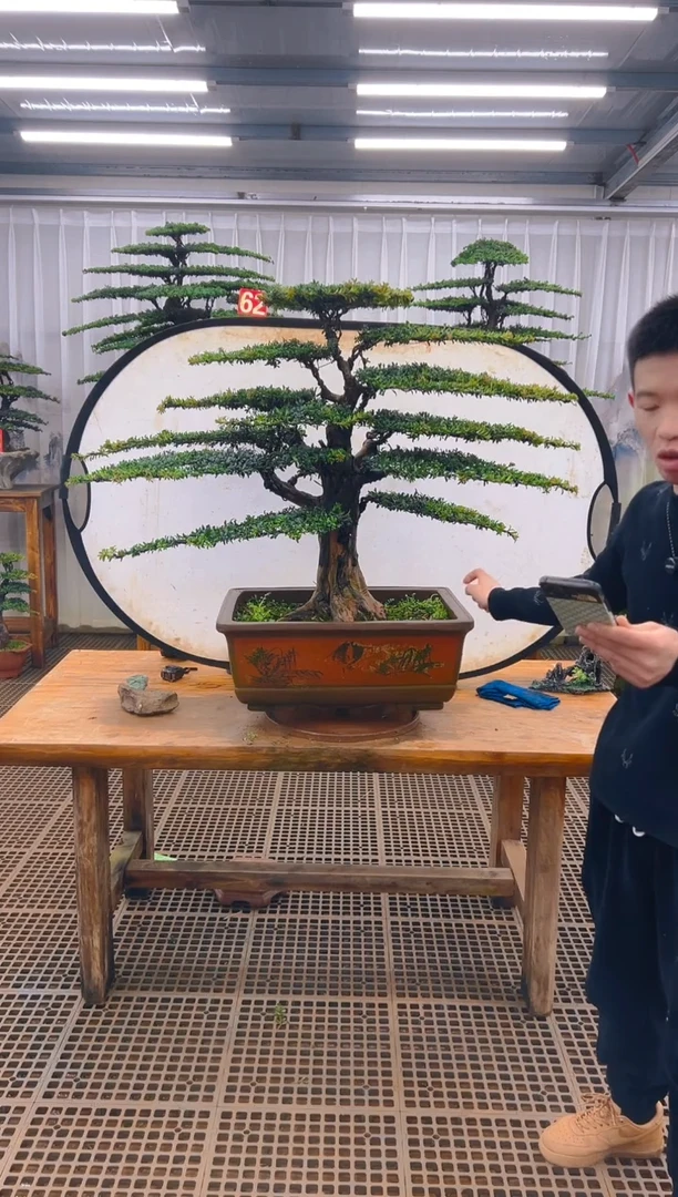 无花朵真*精品盆景直播间一物一拍
