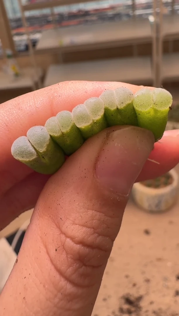 美丽的肉石头16-55
