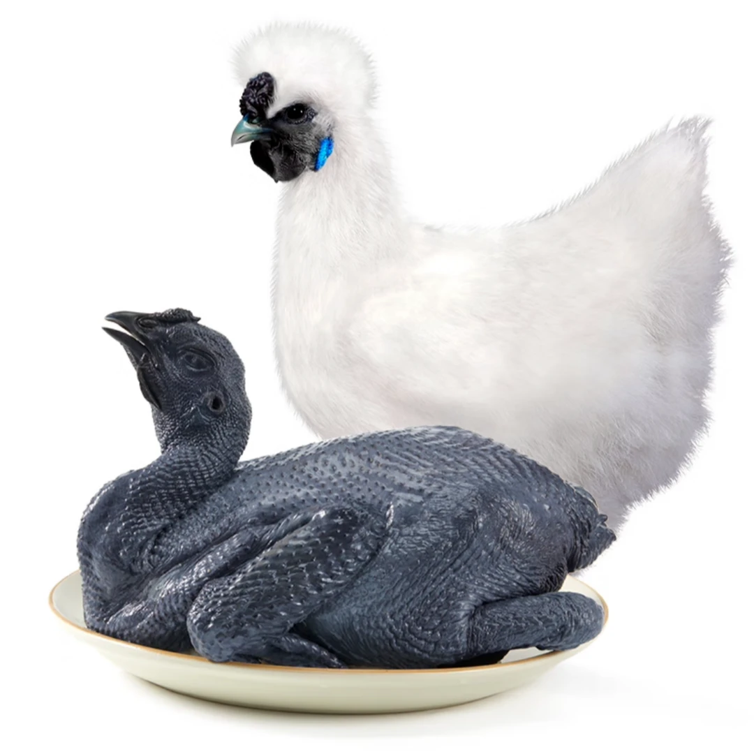 正宗泰和白凤乌鸡粉壳蛋鸡下蛋鸡走地鸡一斤左右发货