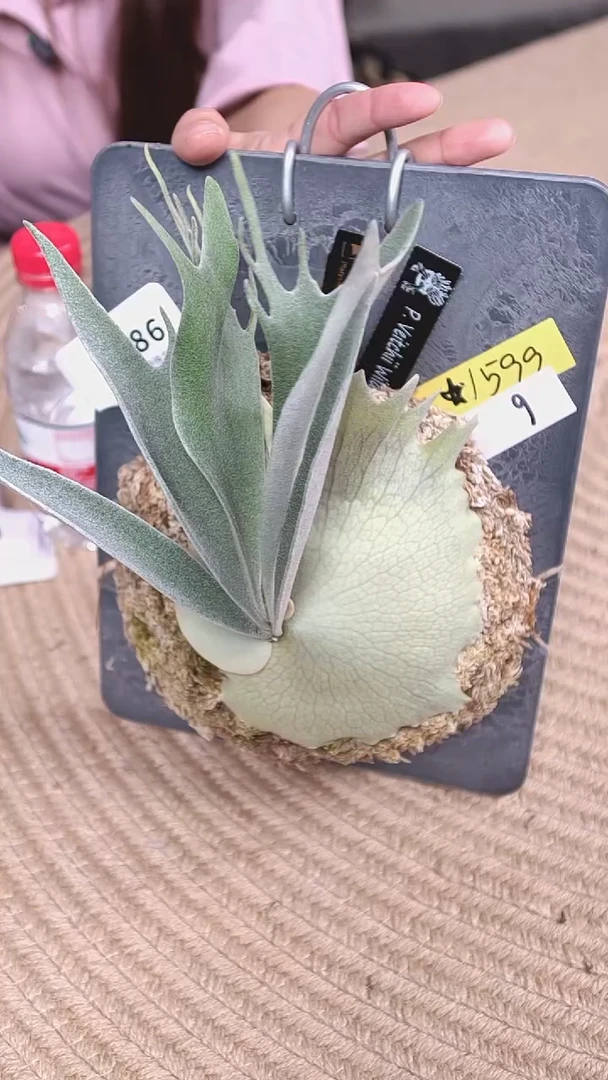 不开花植物U886-密叶野银6孢子苗