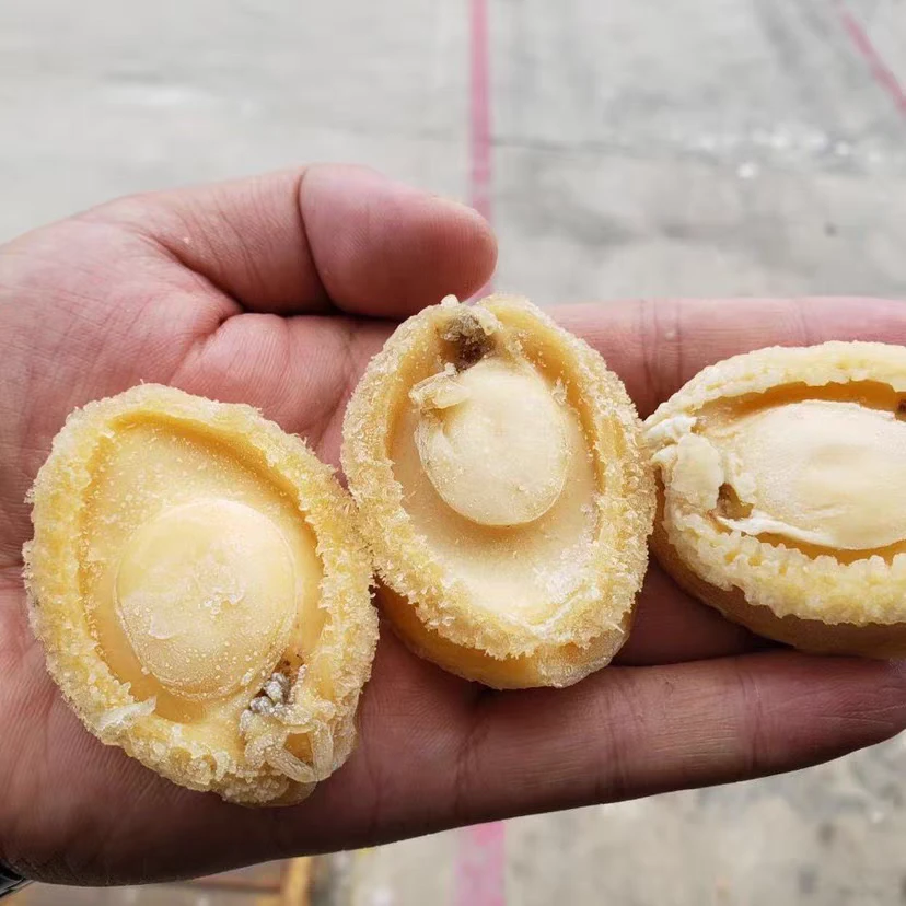 特级黄金鲍鱼20头特大溏心鲍新鲜冷冻活冻盐磨鲍捞饭鲍鱼汁佛跳墙