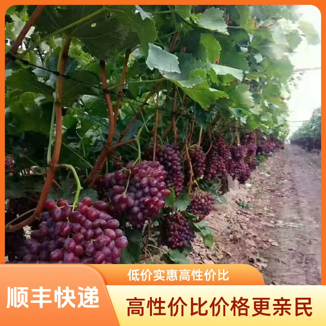 【顺丰快递】山西无籽克伦生冰美人无核葡萄水果农户直发