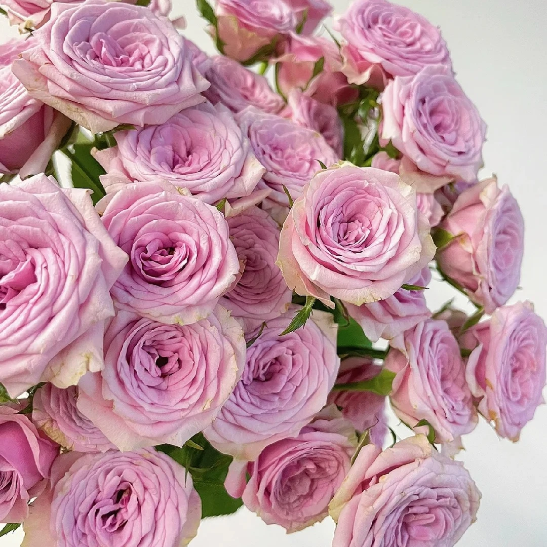 莱拉，多头玫瑰，1单冷链包邮，2单升级京东或者顺丰，远的发德邦