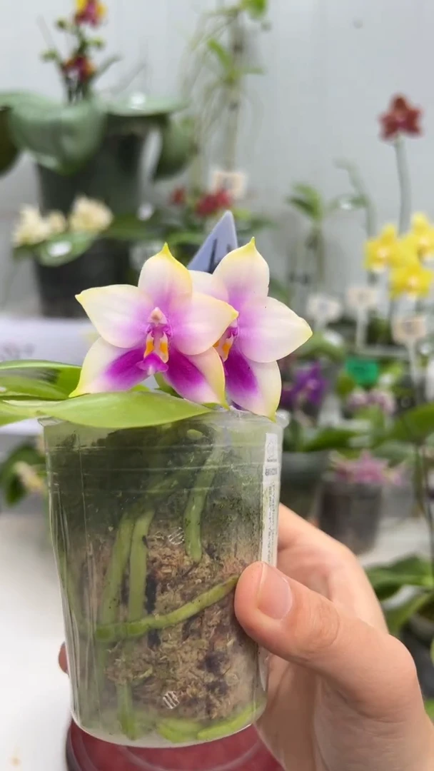 完全开放2.5寸杯BKH2256
