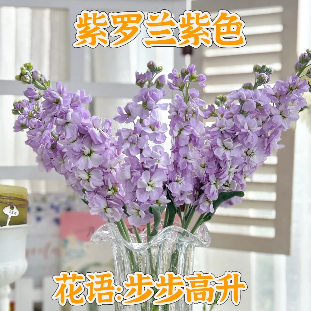 特价【次日达·紫罗兰紫色】5支紫色紫罗兰鲜切花·全场两单顺丰包邮次日达