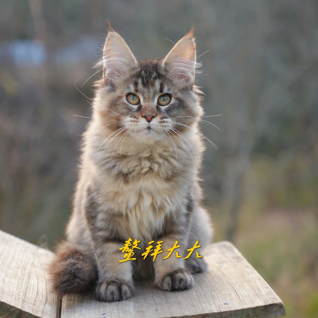 鳌拜大大猫舍-棕色妹妹缅因猫活体