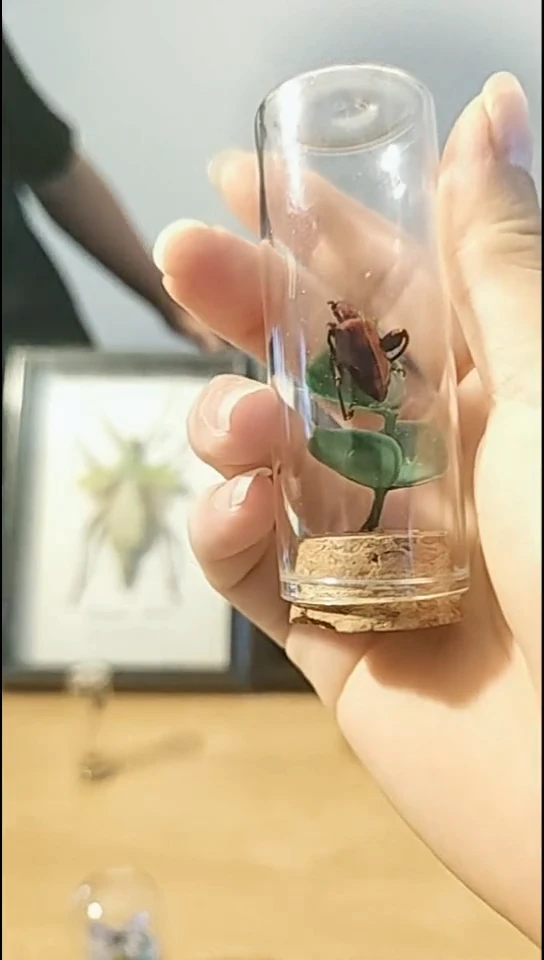 有机玻璃超级好看的紫金甲