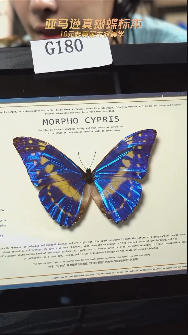 蝴蝶标本摆件竞拍g180