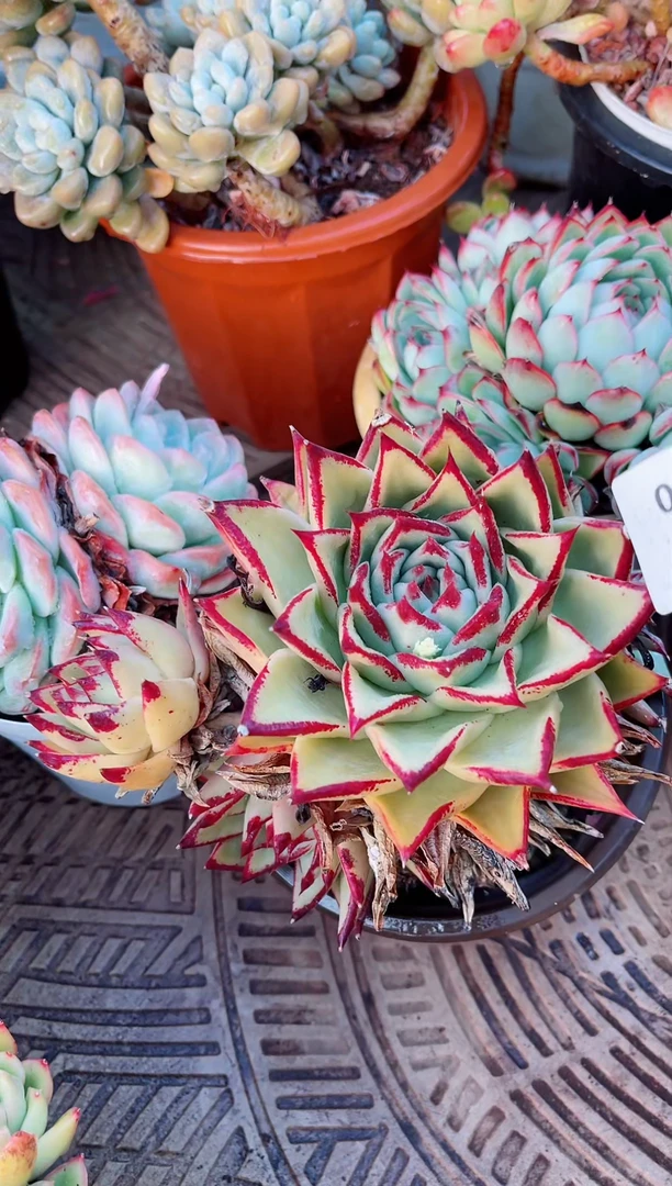 【闪购商品】05130