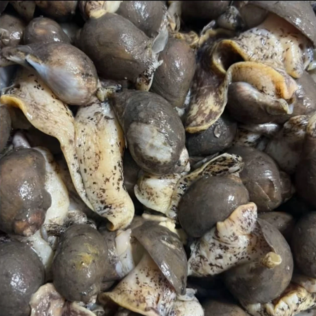 大连野生 假鲍鱼（老婆脚螺）净重4斤 【顺丰发货】