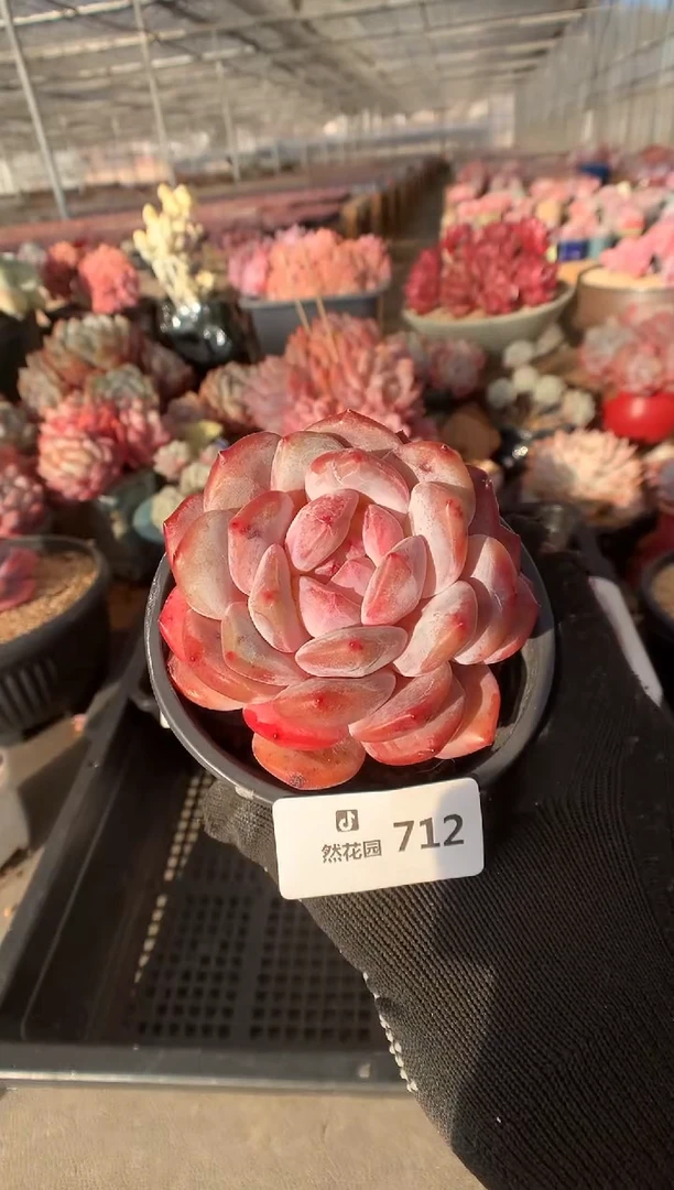 712粉星影多肉植物一物一拍