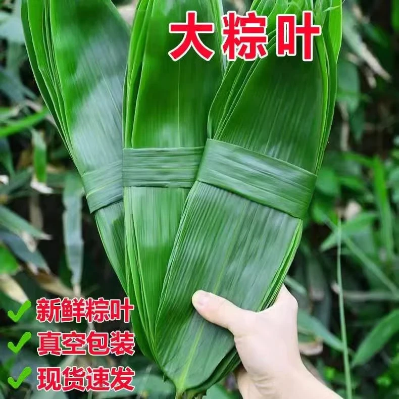 特大号粽叶粽子叶免邮新鲜箬叶新鲜粽叶大新叶非芦苇叶