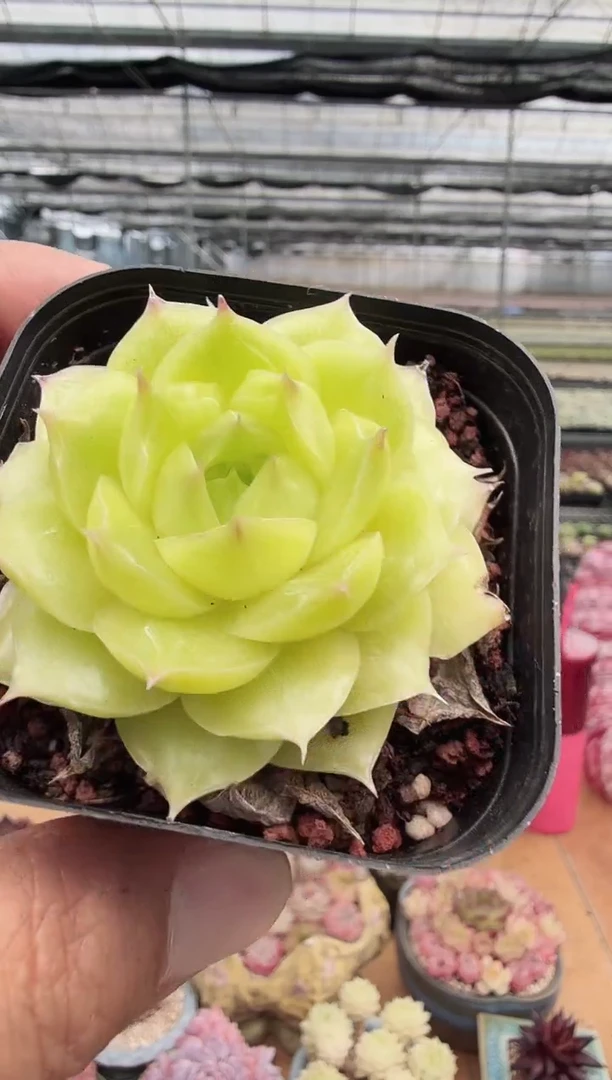 东云多肉园新款-190