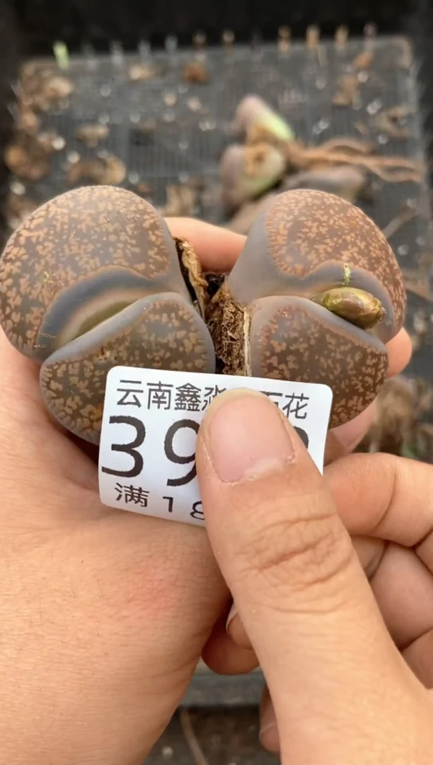 3912特价日轮玉有疤瑕疵发货1颗