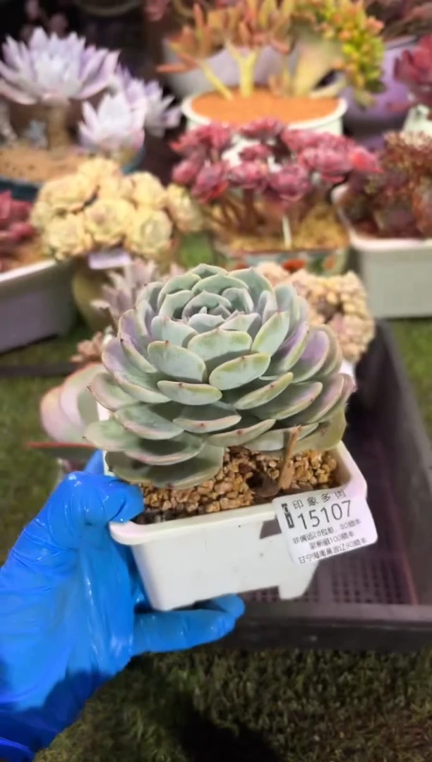 【闪购商品】15107