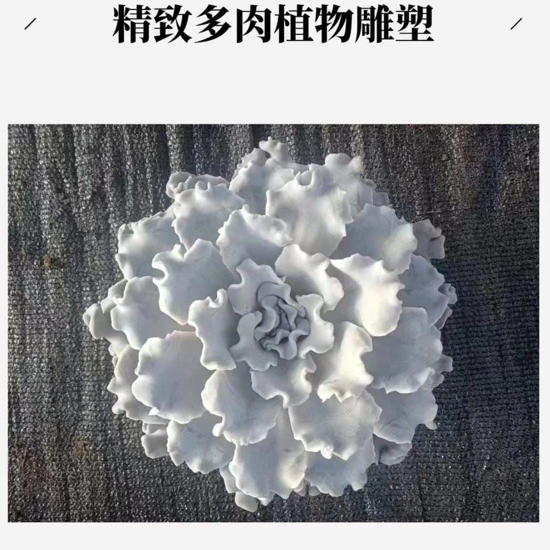 【百丽多肉】芭蕾舞者精品多肉  多肉植物批发  一单包邮！