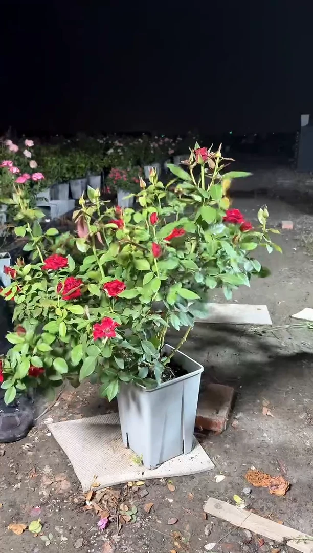 当前无花朵，栽培后可花朵656哈里路亚6.5L