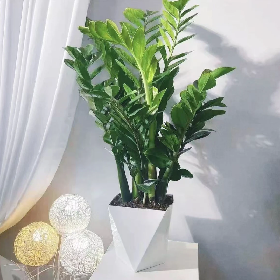 金钱树60-70cm绿植盆栽办公室客厅摇钱树好养易活钱串子室内绿植