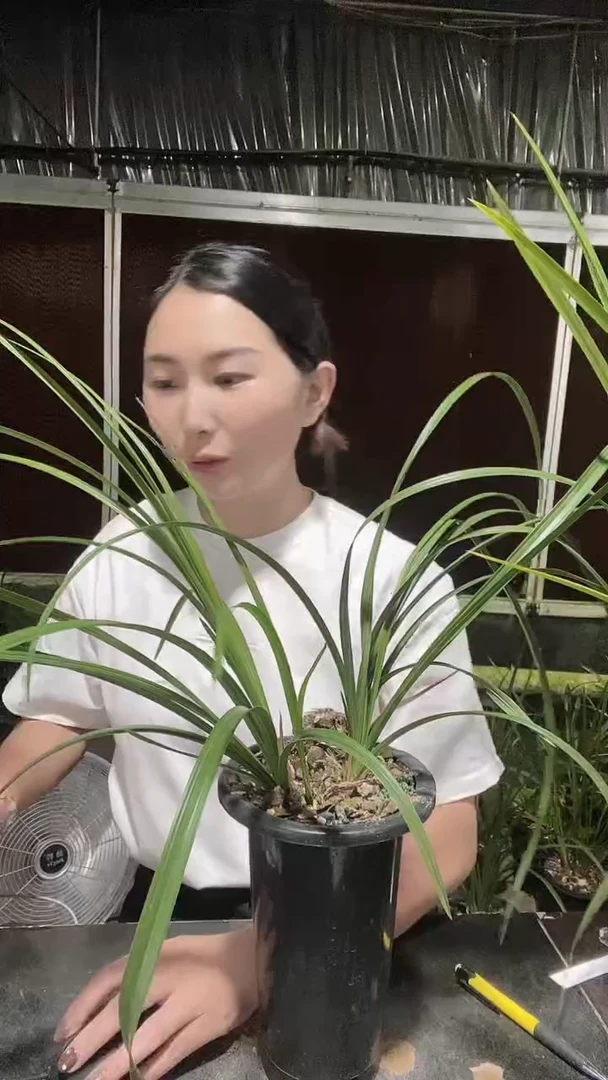 无花朵翠盖荷06