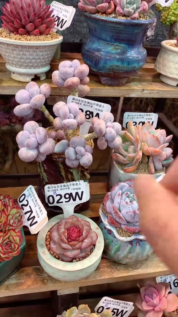 028W（一物一拍实付满28发货，默认不带盆土）