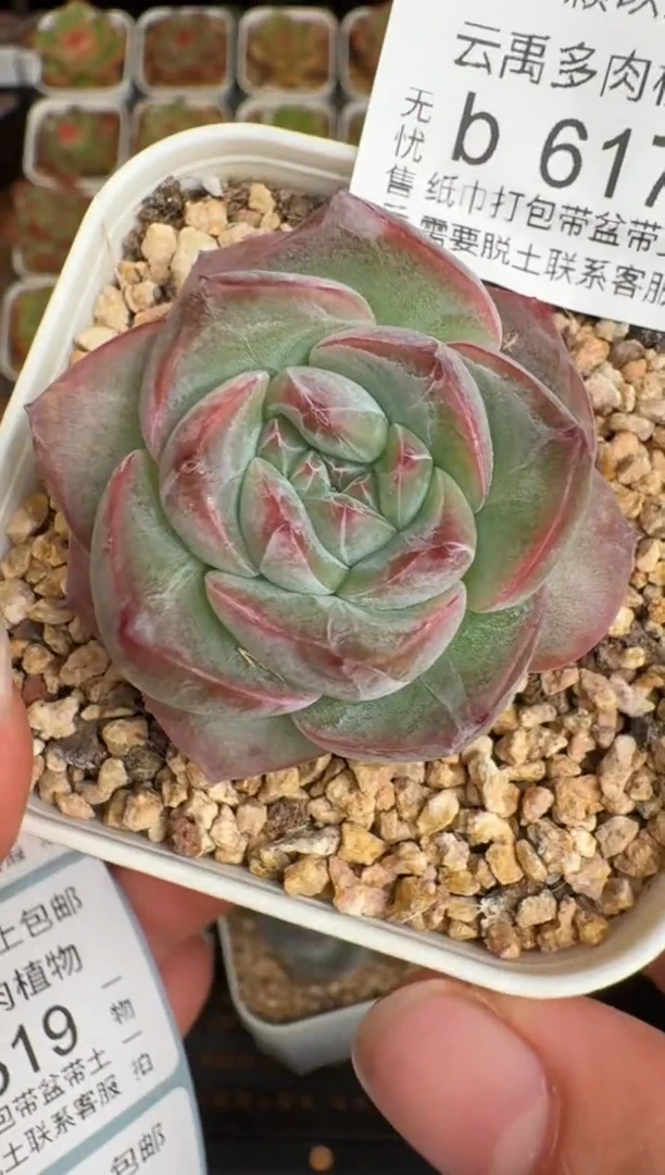 616b珍妮多肉(6.5cm杯）一物一拍 带盆土发